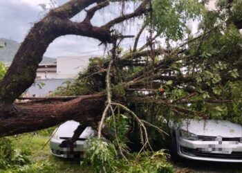 Árvore cai em cima de carros em Jaraguá do Sul