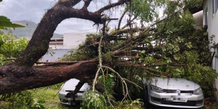 Árvore cai em cima de carros em Jaraguá do Sul