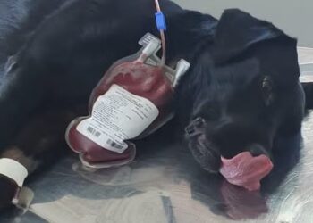 Cadela da polícia doa sangue para salvar cão intoxicado em SC