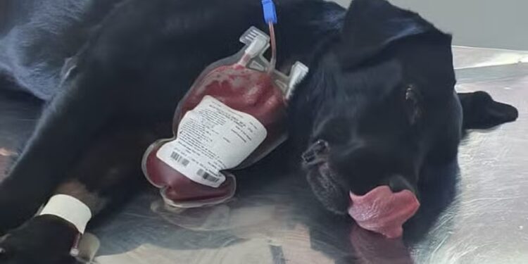 Cadela da polícia doa sangue para salvar cão intoxicado em SC