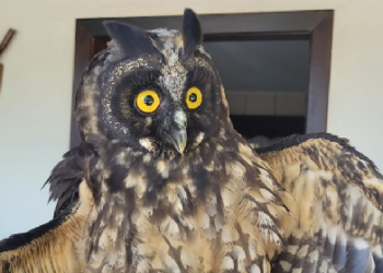 Coruja é resgatada na área central de Jaraguá do Sul