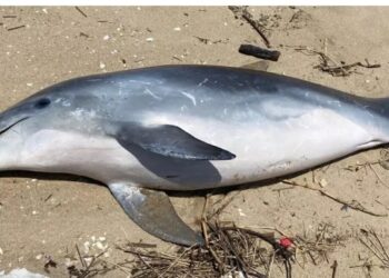 Golfinho é encontrado morto com sinais de agressão no Norte de SC