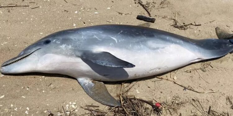 Golfinho é encontrado morto com sinais de agressão no Norte de SC