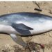 Golfinho é encontrado morto com sinais de agressão no Norte de SC
