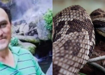 Pastor morre após ser picado por jararaca em Santa Catarina