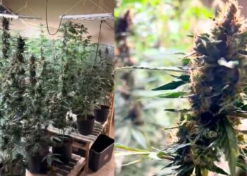 [Vídeo] Polícia Civil localiza “laboratório de drogas” com estoque de “supermaconha” em Massaranduba