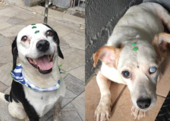 Sábado terá nova feira de adoção na Praça Ângelo Piazera, em Jaraguá