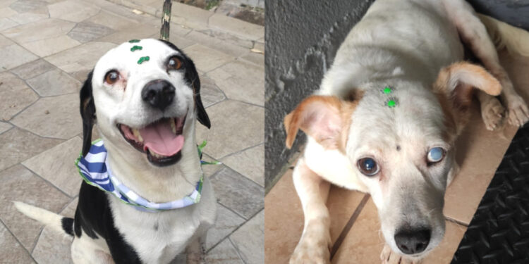 Sábado terá nova feira de adoção na Praça Ângelo Piazera, em Jaraguá