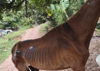 Homem é detido por maus-tratos contra cavalo em Corupá