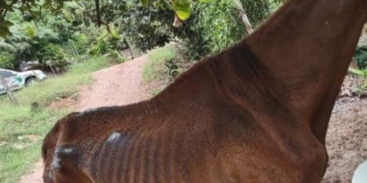 Homem é detido por maus-tratos contra cavalo em Corupá