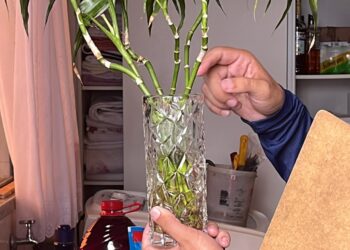 Saúde de Jaraguá sugere checklist semanal como ação preventiva contra a dengue