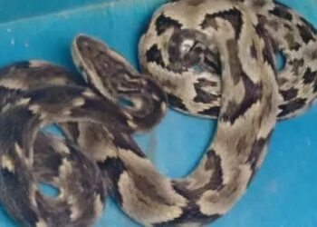 Jararaca de aproximadamente 1 metro invade casa no Norte de SC