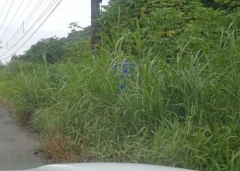 [Vídeo] Mato cobre placas de sinalização da SC-108: “Sem visibilidade”