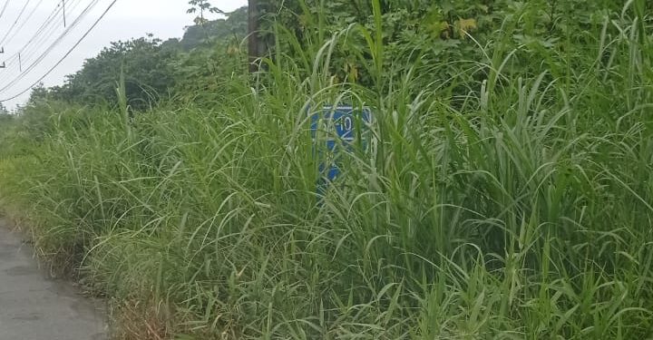 [Vídeo] Mato cobre placas de sinalização da SC-108: “Sem visibilidade”