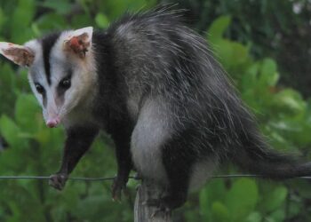 Gambá provoca falta de energia em bairros de Jaraguá do Sul
