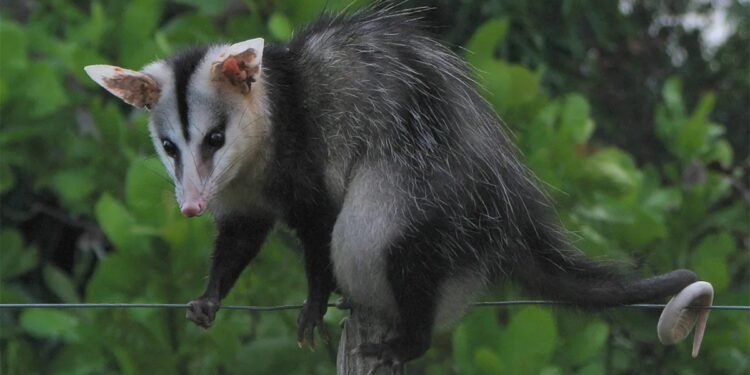 Gambá provoca falta de energia em bairros de Jaraguá do Sul