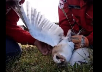 [Vídeo] Bombeiros de Guaramirim salvam coruja enrolada em pipa