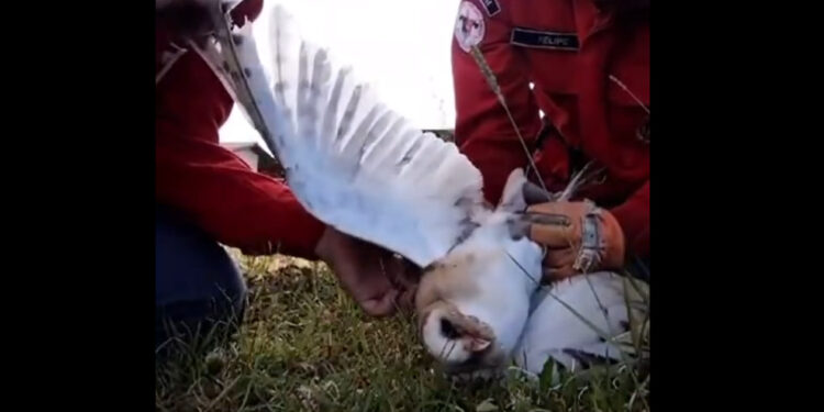 [Vídeo] Bombeiros de Guaramirim salvam coruja enrolada em pipa