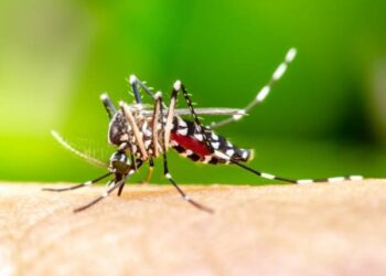 Microrregião receberá doses da vacina contra a dengue