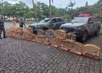 Pássaros silvestres são resgatados de cativeiro em Massaranduba 