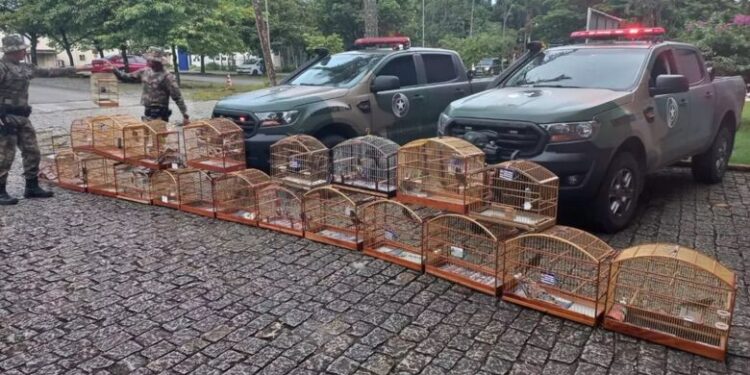 Pássaros silvestres são resgatados de cativeiro em Massaranduba 