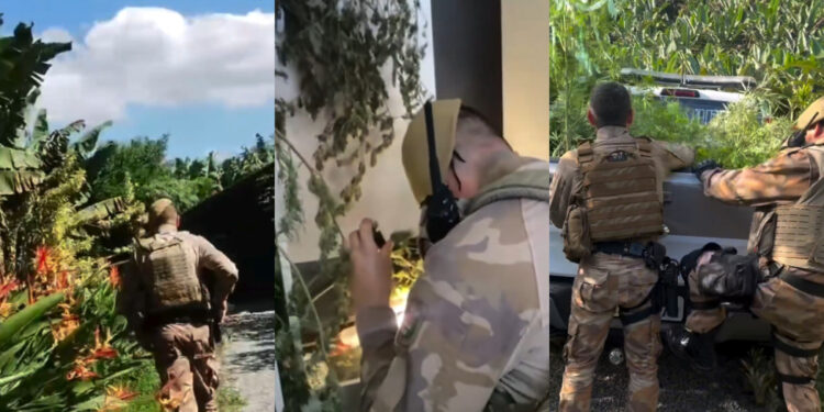 [Vídeo] Três pessoas são presas por cultivo e venda de maconha em Jaraguá do Sul