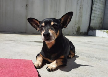 Jaraguá do Sul terá feira de adoção de animais neste sábado (09)