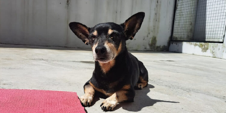 Jaraguá do Sul terá feira de adoção de animais neste sábado (09)