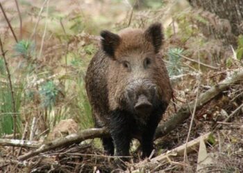Governo do Estado regulamenta lei para manejo sustentável dos javalis