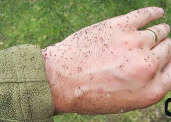 Prefeitura de Luiz Alves decreta Situação de Emergência devido à infestação de Maruim