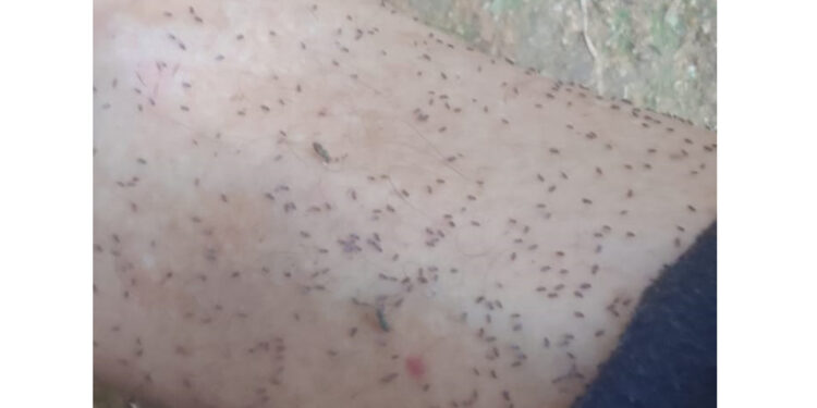 Maruim tira a ‘paz’ e perturba moradores da região