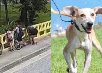 [Vídeo] Mulher que jogou cachorro de ponte é denunciada pelo Ministério Público em Joinville