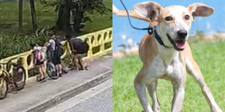 [Vídeo] Mulher que jogou cachorro de ponte é denunciada pelo Ministério Público em Joinville