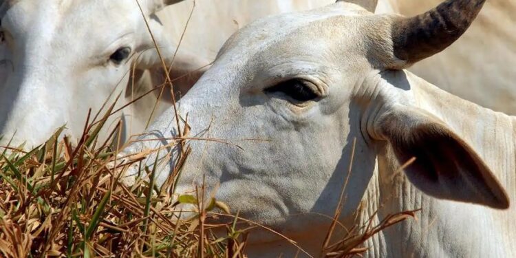 Idoso morre após ser atacado por touro e idosa fica ferida em SC
