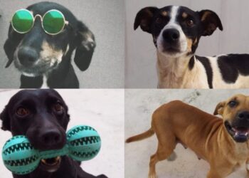 Jaraguá do Sul terá feira de adoção de animais neste sábado (13)