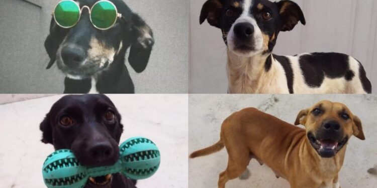 Jaraguá do Sul terá feira de adoção de animais neste sábado (13)