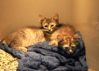 [Fotos] Jaraguá do Sul terá adoção de gatos neste sábado (20)