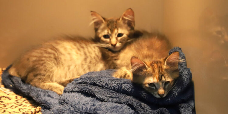 [Fotos] Jaraguá do Sul terá adoção de gatos neste sábado (20)