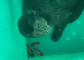 Macaco come pinhões e abre latas de cerveja em mercado de São Francisco do Sul