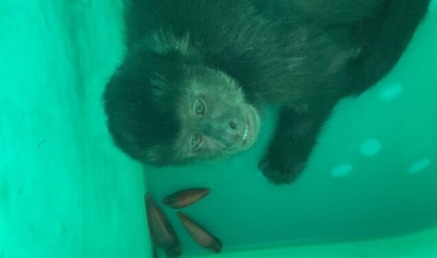 Macaco come pinhões e abre latas de cerveja em mercado de São Francisco do Sul