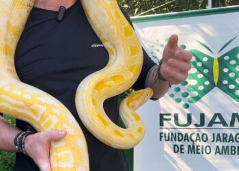 [Vídeo] Tutor da píton resgatada em Jaraguá do Sul aguarda documentos para reaver animal