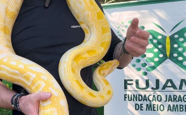 [Vídeo] Tutor da píton resgatada em Jaraguá do Sul aguarda documentos para reaver animal