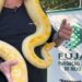 [Vídeo] Tutor da píton resgatada em Jaraguá do Sul aguarda documentos para reaver animal