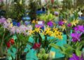 Exposição de Orquídeas começa hoje (17) no Parque de Eventos de Jaraguá do Sul