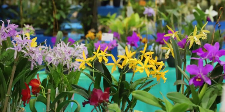 Exposição de Orquídeas começa hoje (17) no Parque de Eventos de Jaraguá do Sul