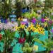 Exposição de Orquídeas começa hoje (17) no Parque de Eventos de Jaraguá do Sul