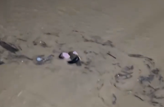 [Vídeo] Durante enchente, mulher é vista em tronco de árvore em Rio do Sul