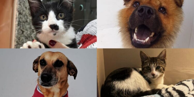 Jaraguá do Sul terá nova feira de adoção de animais neste sábado (04)