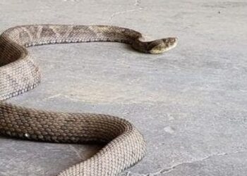 Adolescente morre após ser picado por cobra no Norte de SC