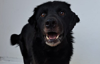 Nova feira de adoção da Fujama ocorre neste sábado (8)